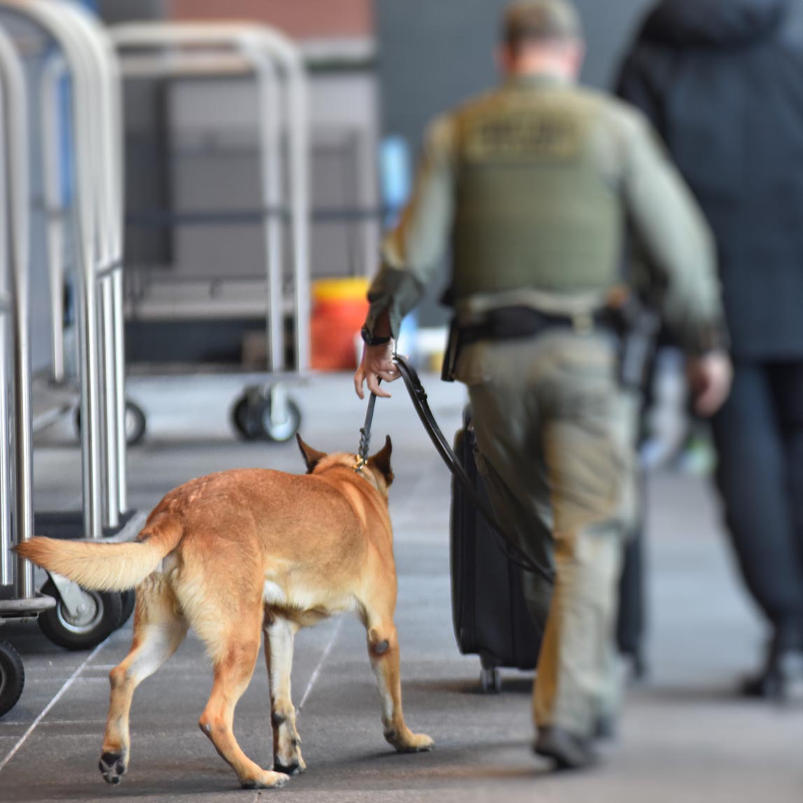 Man Training With His K9