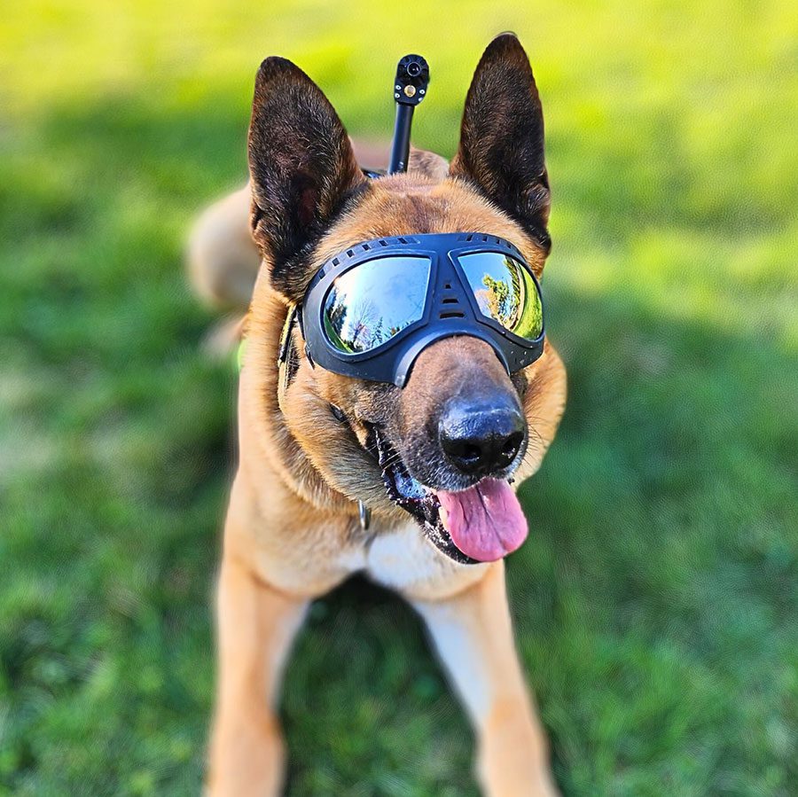 Dog Wearing Goggles